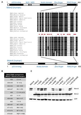 A Single Conserved Amino Acid Residue as a Critical Context-Specific Determinant of the Differential Ability of Mdm2 and MdmX RING Domains to Dimerize